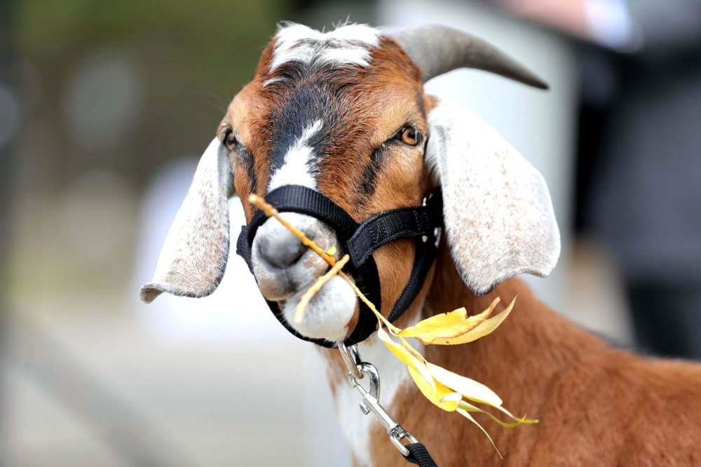 RUTH BONNEVILLE / WINNIPEG FREE PRESS
LOCAL - New Aunt Sally's Farm at the Zoo
Photo of Willie, one of the zoo's goats at the presser.
A press conference was held at the Zoo announcing the return of beloved exhibit to Assiniboine Park Zoo - New Aunt Sally's Farm, on Tuesday.
Assiniboine Park Conservancy COO, Bruce Keats (blue suit), spoke to the media before walking through the beginning stages of the construction of the exhibit which includes colourful stair climbers, new barn and a goats bridge, on Tuesday.
See story/
Sept 8th, 2020
