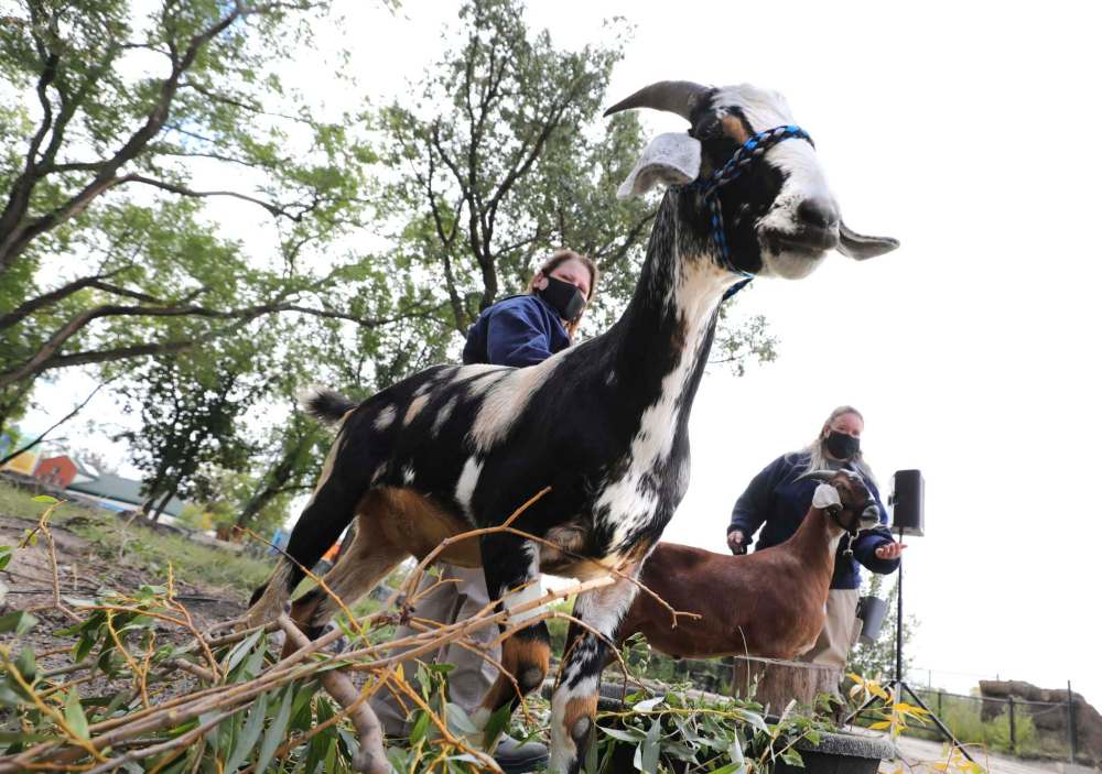 Photos by RUTH BONNEVILLE / WINNIPEG FREE PRESS
Ollie, one of Assiniboine Park Zoo’s goats, and Assiniboine Park Conservancy COO Bruce Keats greet media Tuesday at a news conference announcing the return of Aunt Sally’s Farm.