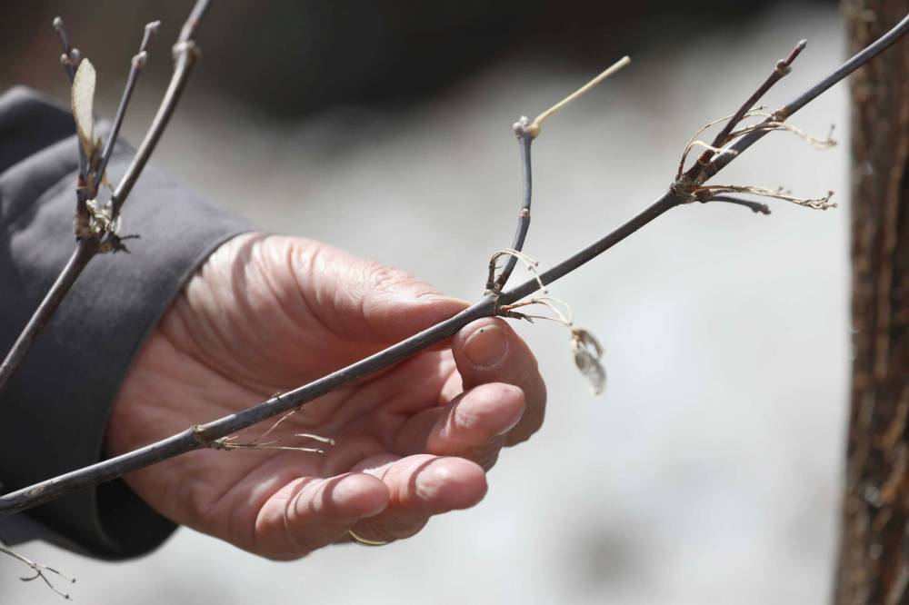 RUTH BONNEVILLE / WINNIPEG FREE PRESS A maple tree has branches directly opposite each other.