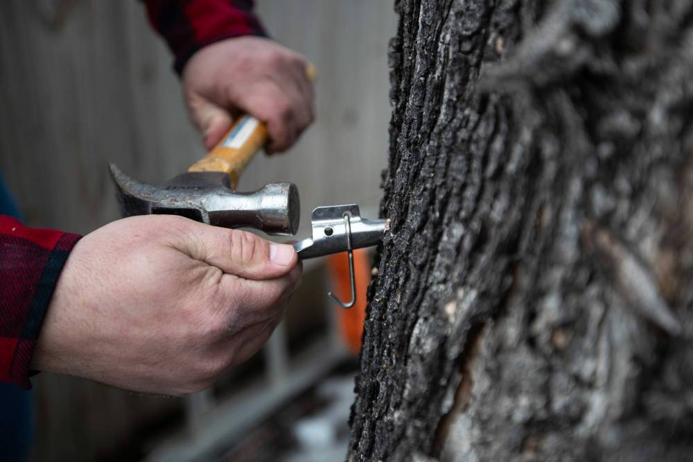 Daniel Crump / Winnipeg Free Press
Jordan Campbell taps a spile into the Manitoba maple tree in his backyard.