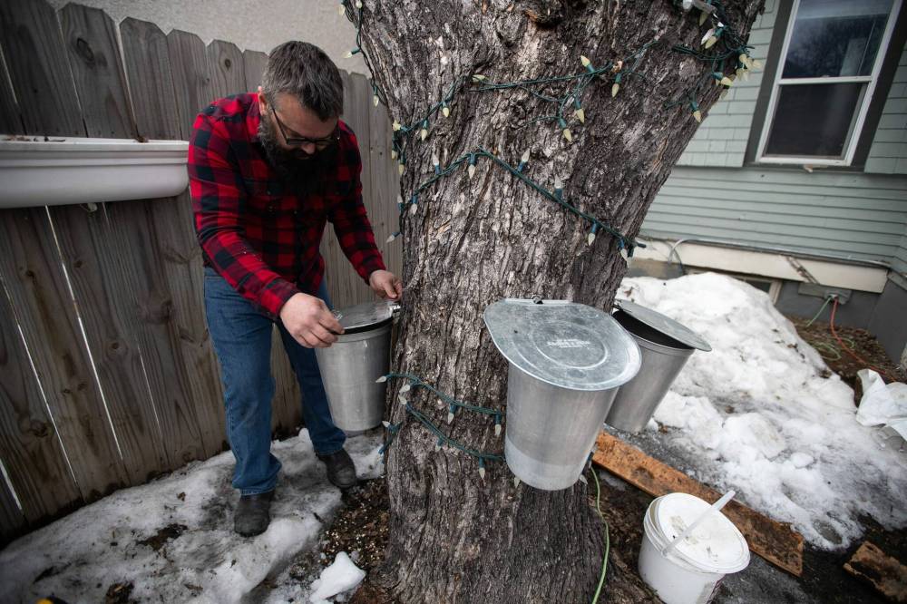 Daniel Crump / Winnipeg Free Press
Jordan Campbell puts the lid on a sap-collecting bucket attached to a spile on the Manitoba maple tree in his backyard. Last year he produced about 15 litres of syrup.