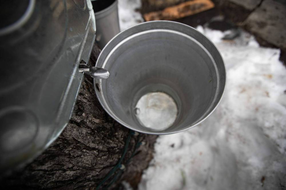 Daniel Crump / Winnipeg Free Press
Maple sap drips from spile to bucket.