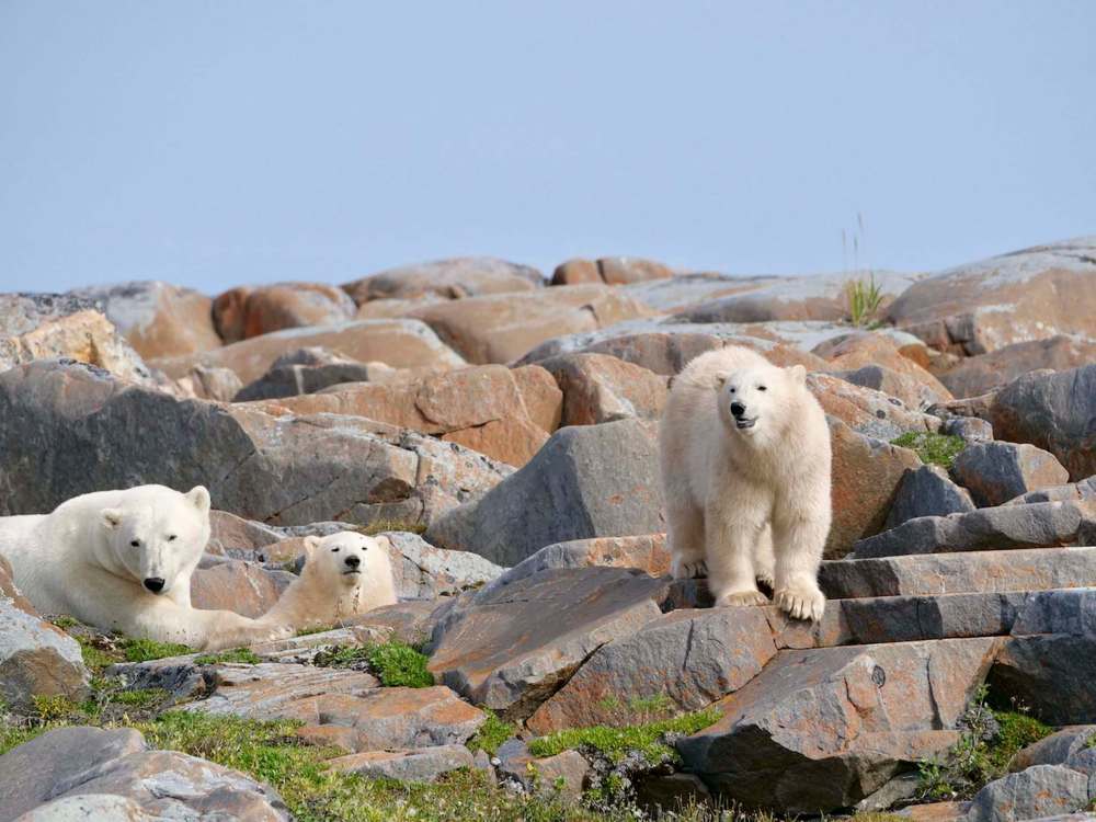 SARAH LAWRYNUIK / WINNIPEG FREE PRESS
A mother and her two cubs relax amongst the rocks near the shores of Hudson Bay in late August.
