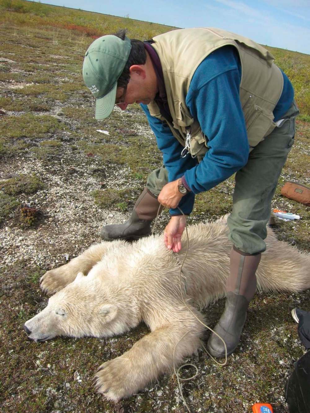 SUPPLIED
Researcher Nick Lunn measures the girth of a young bear in September 2019.
