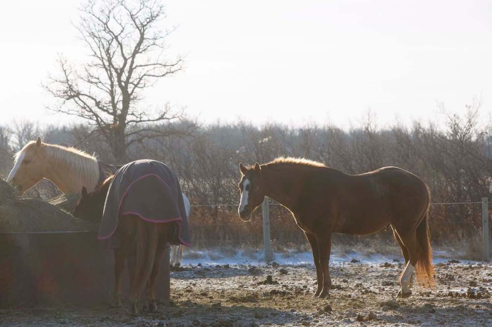 MIKE DEAL / WINNIPEG FREE PRESS
The riding-lesson horses at Sagehill Stables may have to be sold or even euthanized.