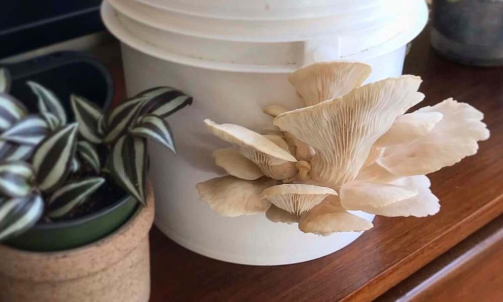 Oyster mushrooms from a pail kit containing pasteurized hardwood sawdust. Mature mushrooms emerge from holes drilled in the sides of the pail. (Tom Nagy)