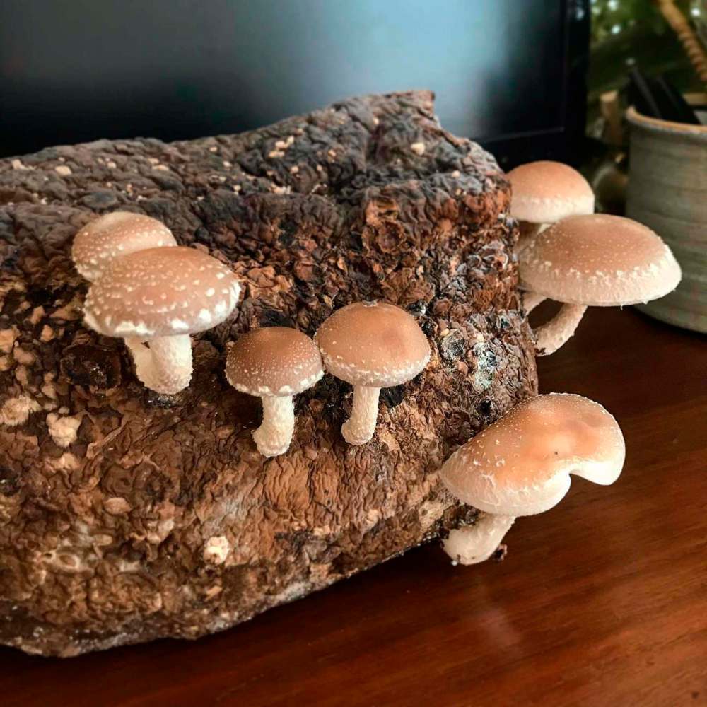 Shiitake mushrooms grow from a kit fruited indoors. (Tom Nagy)