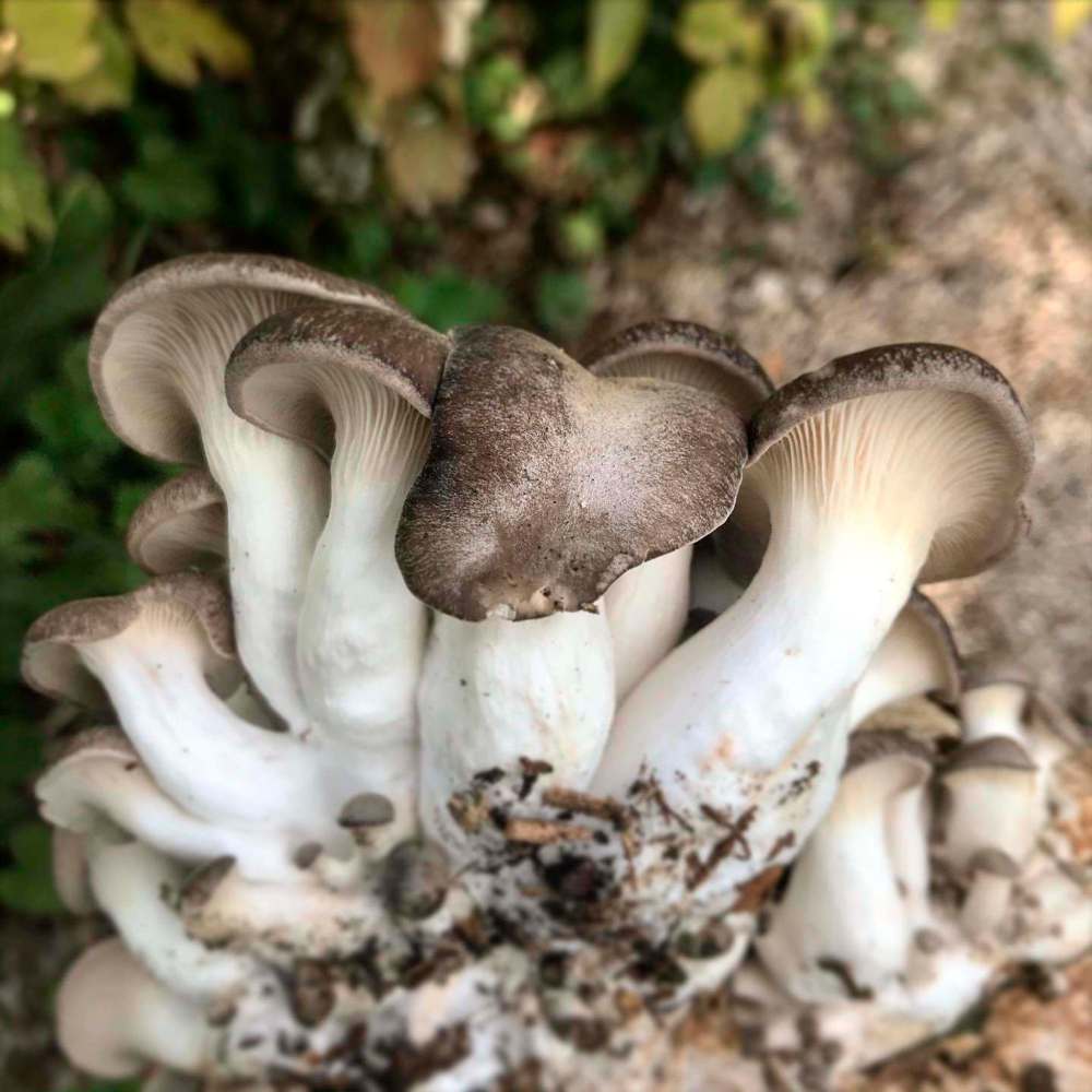 A new hybrid strain, the black pearl king oyster mushroom, performs well when grown outdoors in the cool nights and warm days of spring and fall. (Tom Nagy)