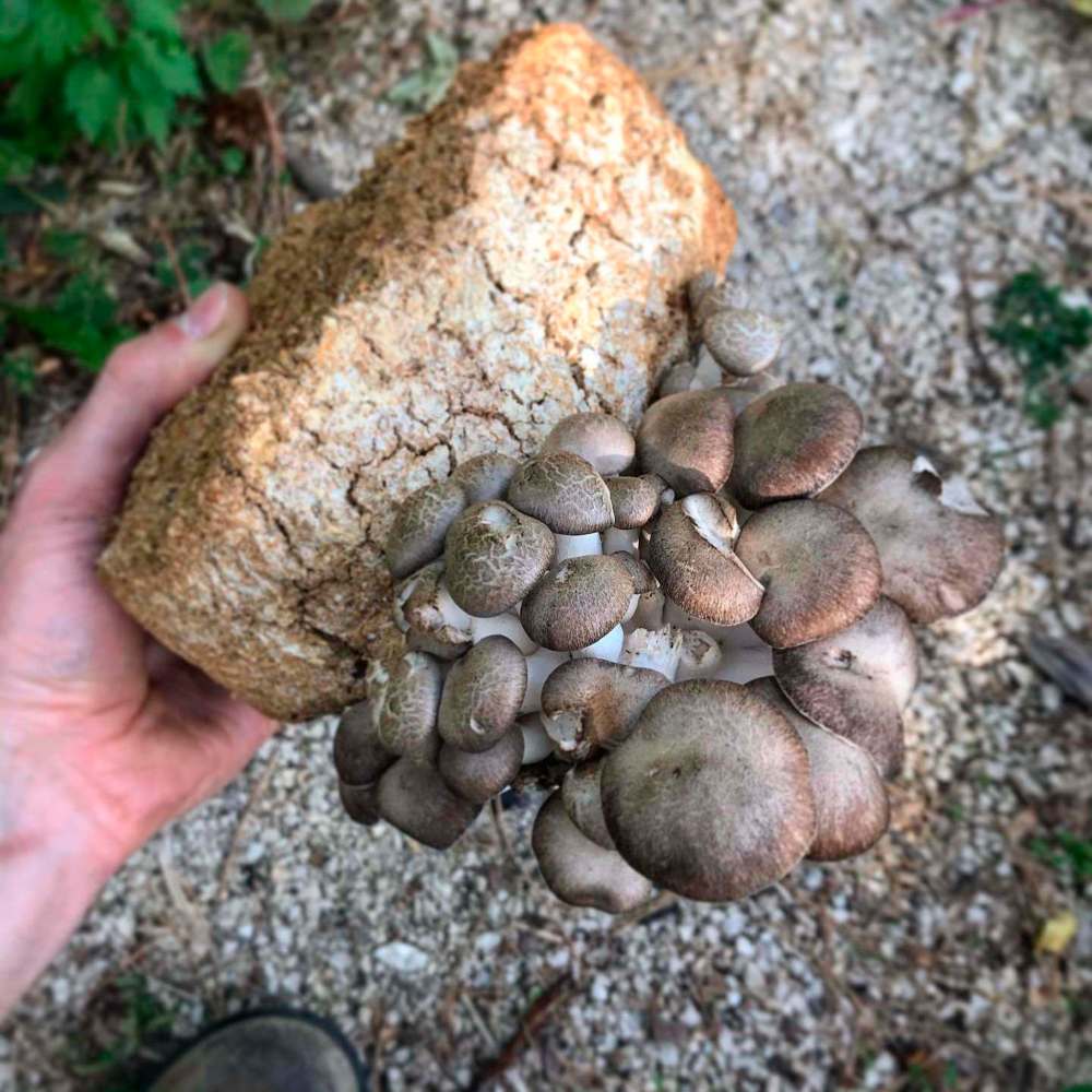 This batch of black pearl oyster mushrooms was grown in a block of mycelium nestled in a shaded area of a garden and watered daily. (Tom Nagy)
