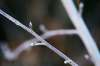 JOHN WOODS / WINNIPEG FREE PRESS
Trees are budding at Assiniboine Park garden in Winnipeg Wednesday after some unusually warm temperatures for early January.