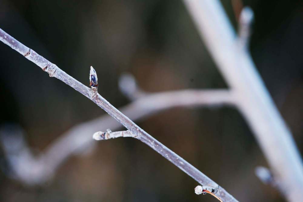 JOHN WOODS / WINNIPEG FREE PRESS
Trees are budding at Assiniboine Park garden in Winnipeg Wednesday after some unusually warm temperatures for early January.