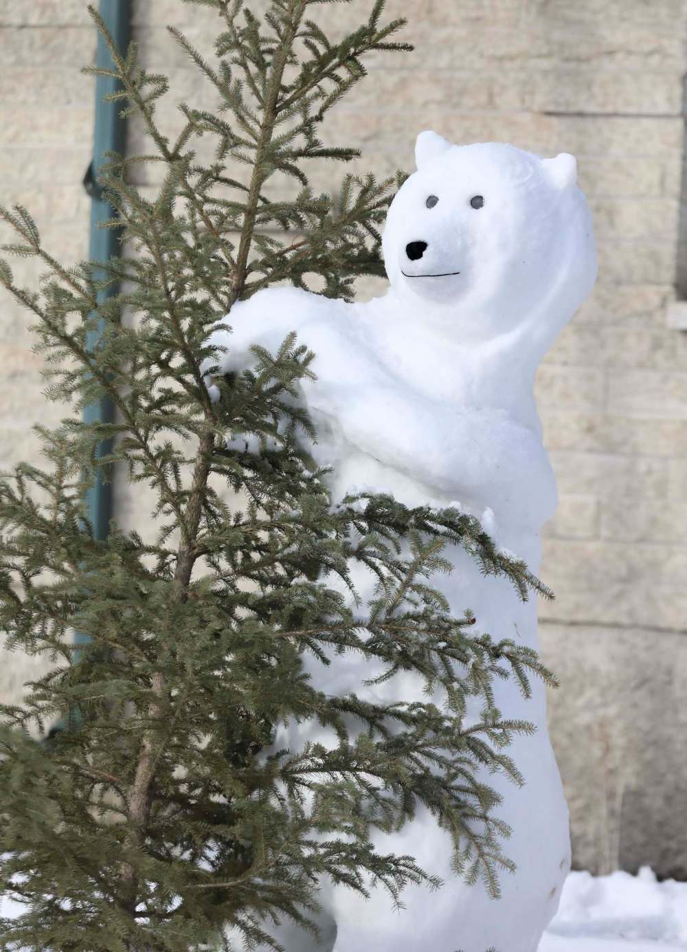 RUTH BONNEVILLE / WINNIPEG FREE PRESS
Bennett has sculpted almost a dozen polar bear snow sculptures, which range in size and formation.