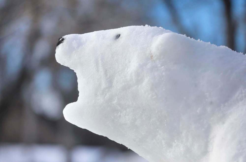 RUTH BONNEVILLE / WINNIPEG FREE PRESS
Sick of being trapped inside during the lockdown, Bennett sculpted almost a dozen polar bears out of the snow in her yard and they've become a bit of a tourist attraction.