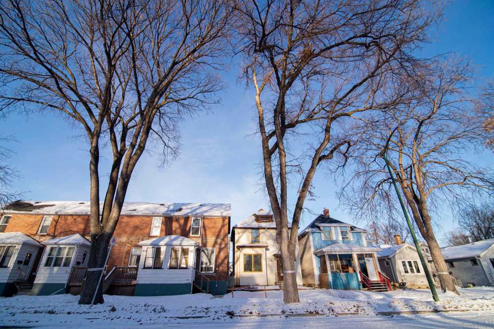 A row of banded Dutch elm trees on Martin Avenue West. (Mike Sudoma / Winnipeg Free Press)