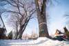 Trees Winnipeg, which considers itself the voice of Winnipeg’s trees, has launched a campaign to renew the effort to save Winnipeg’s rapidly dropping American elm population. (Mike Sudoma / Winnipeg Free Press)
