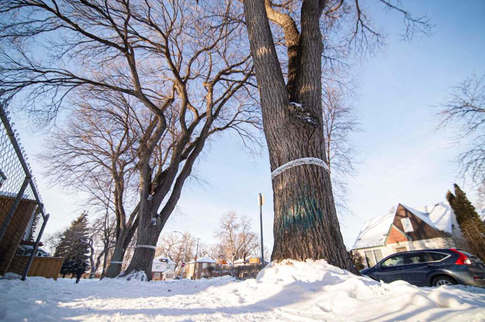 Trees Winnipeg, which considers itself the voice of Winnipeg’s trees, has launched a campaign to renew the effort to save Winnipeg’s rapidly dropping American elm population. (Mike Sudoma / Winnipeg Free Press)