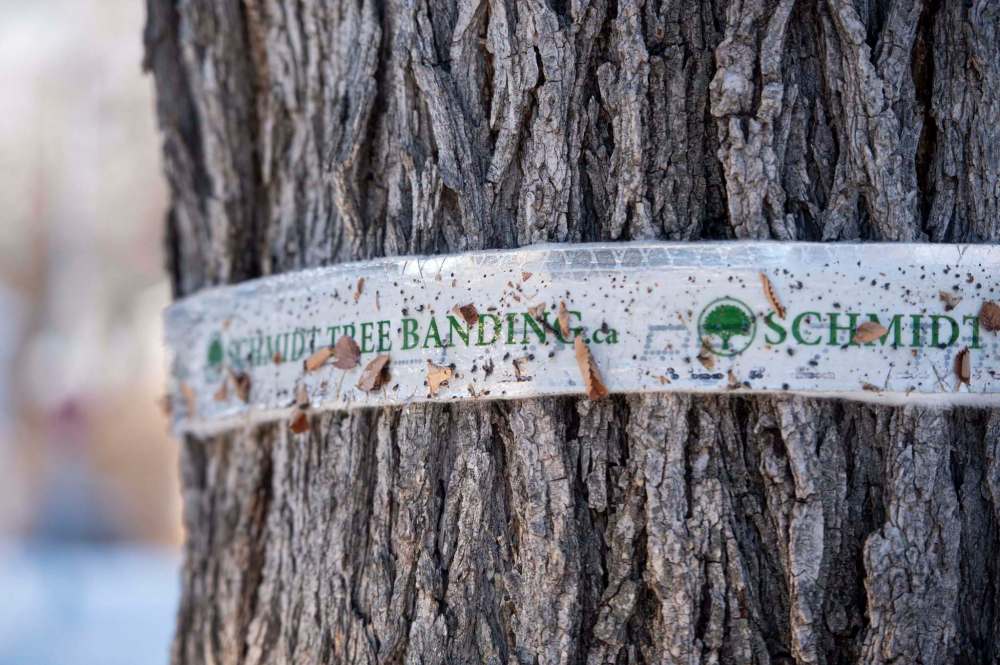 The Glenelm Neighbourhood Association tree committee is passionate about saving the beautiful elm trees by banding old trees to protect them from Dutch elm disease, and fencing off young trees to protect them. (Mike Sudoma / Winnipeg Free Press)
