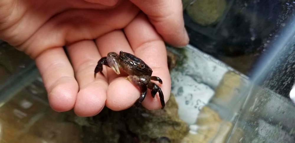 Luke Roffey, a University of Winnipeg biology student, holds crab found in bag of mussels from P.E.I. (Supplied)