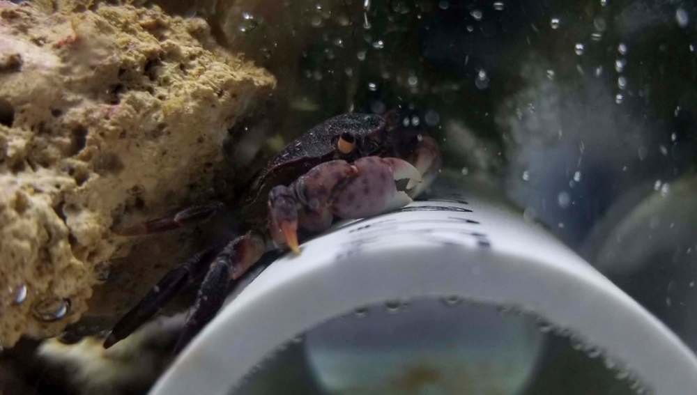 The crab has its own saltwater tank, complete with sea rocks to mimic the ocean floor. (Supplied)