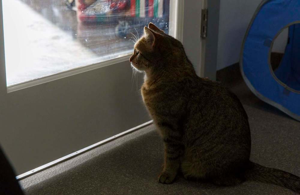 MIKE DEAL / WINNIPEG FREE PRESS
One of the Golden Girls, Estelle Getty, watches the activity outside the cat room in Annie's Attic.