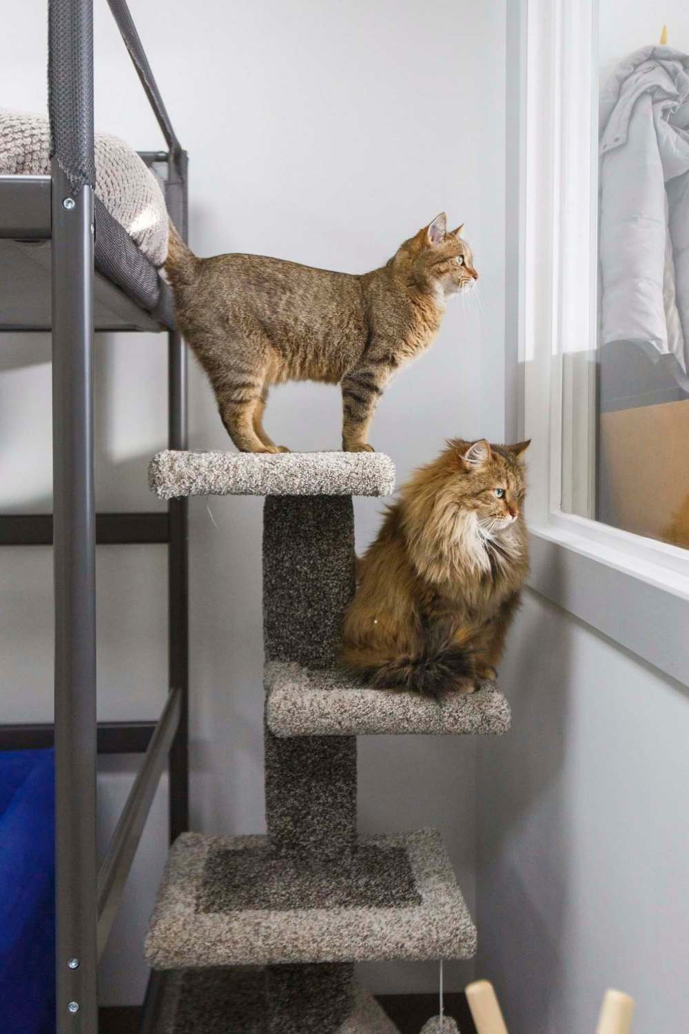 MIKE DEAL / WINNIPEG FREE PRESS
Two of the cats currently up for adoption, Estelle Getty (top) and Beatrice Arthur, watch the activity in the thrift store.