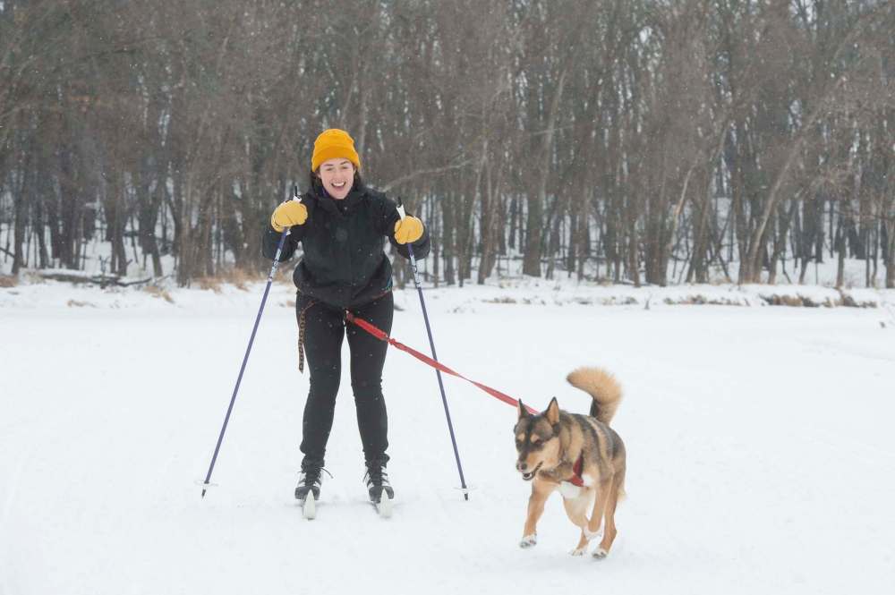 Quinn pulls Eva Wasney along the frozen river trail in La Barriere park as they take a lesson in skijoring. (Mike Sudoma / Winnipeg Free Press)