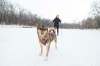 Skijoring — a former mode of transportation-turned canine winter sport — is something Free Press arts and life reporter Eva Wasney has wanted to try since adopting her dog Quinn back in 2019. (Mike Sudoma / Winnipeg Free Press)