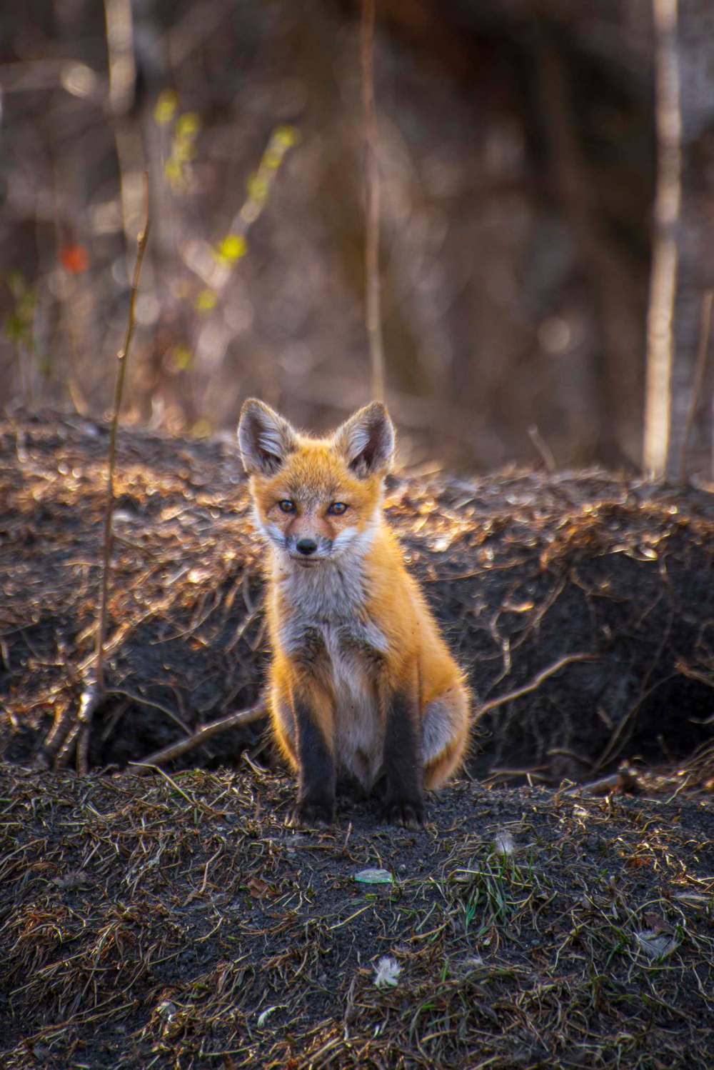 Kevin Kratsch photo
The foxes in Kevin Kratsch's yard near Lorette provided endless entertainment, but also inspiration for Kratsch's latest album, In Event of Moon Disaster.