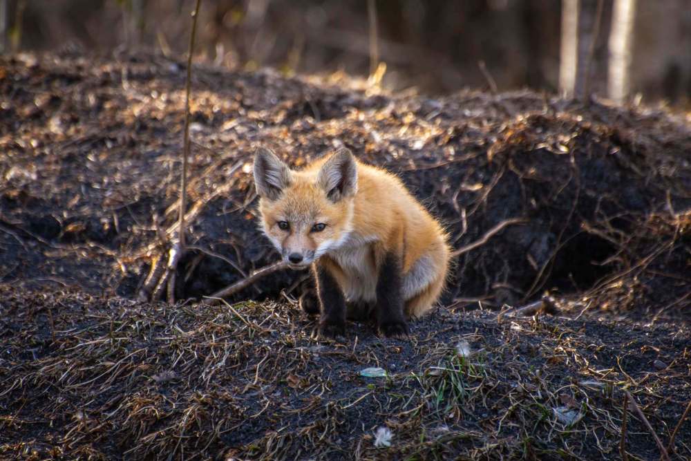 Kevin Kratsch photo 
The foxes in Kevin Kratsch's yard near Lorette provided endless entertainment, but also inspiration for Kratsch's latest album, In Event of Moon Disaster.