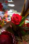 MIKE DEAL / WINNIPEG FREE PRESS
Valentine’s day roses are already sold out at most florists in the city.
