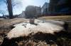 JOHN WOODS / WINNIPEG FREE PRESS
Tree stumps remain where diseased trees have been cut down on the 700 block of Sherburn Street in Winnipeg Thursday.