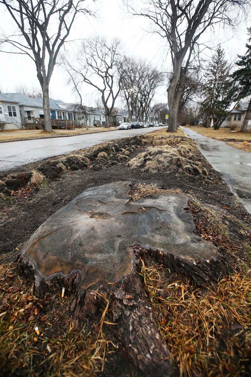 A tree stump on Rathgar Avenue. (John Woods / Winnipeg Free Press)