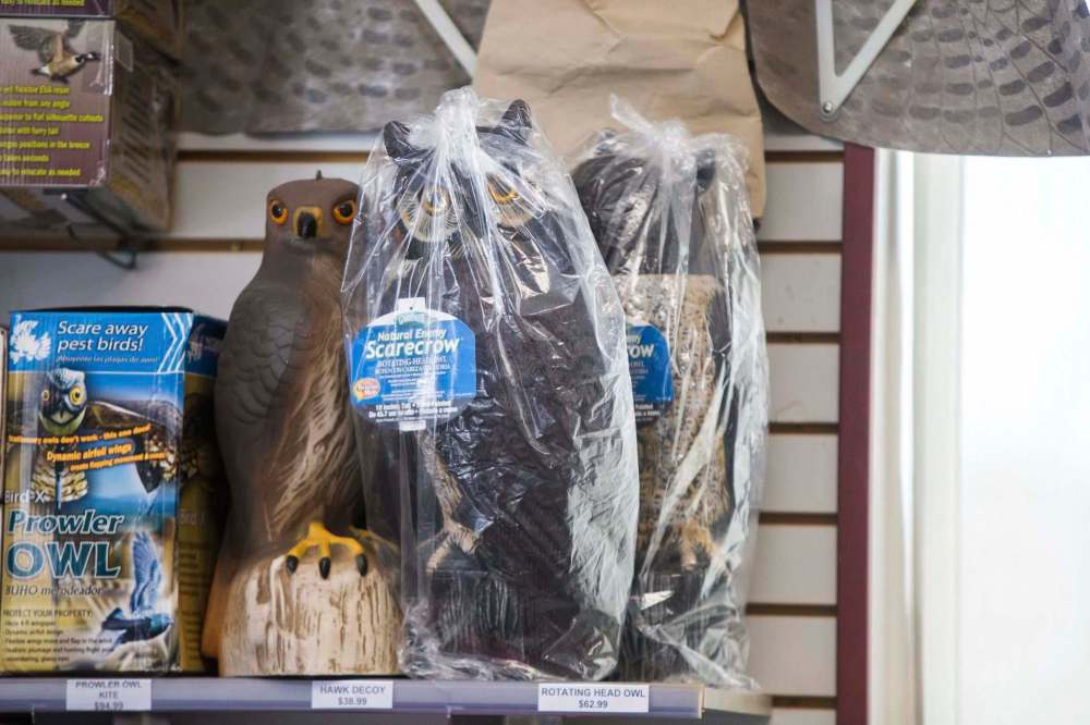 A retail department includes intimidating avian deterrents. (Mikaela MacKenzie / Winnipeg Free Press)