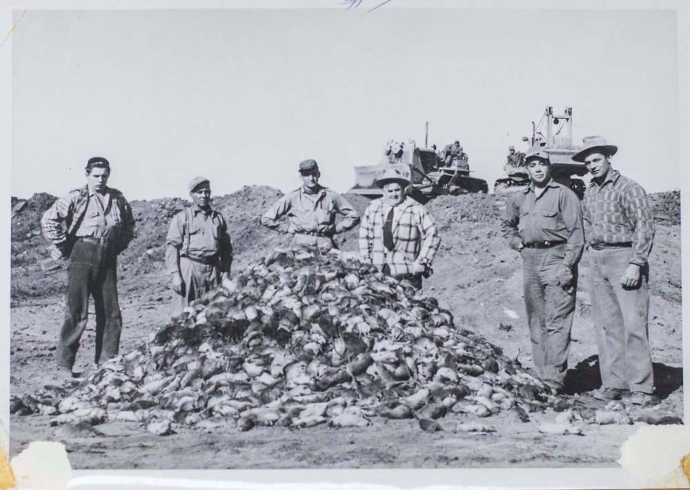 Lincoln Poulin’s grandfather and his crew of vermin eradicators stand beside a mountain of executed rats in Alberta during the early 1950s. (Mikaela MacKenzie / Winnipeg Free Press)
