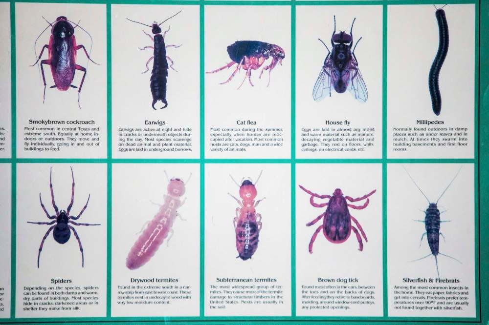 At Poulin’s Pest Control they know the identities and habits of the most common scourges. (Mikaela MacKenzie / Winnipeg Free Press)