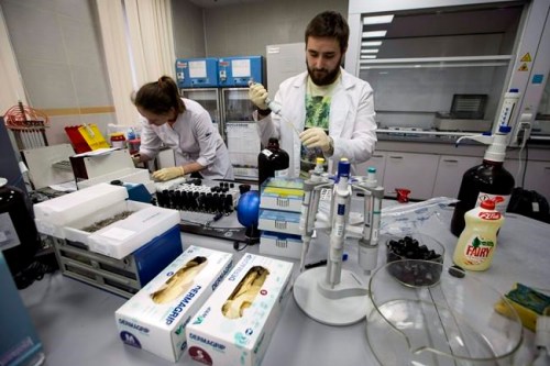 FILE - In this May 24, 2016, file photo, lab technicians work at Russia's national drug-testing laboratory in Moscow, Russia. The Russians were running out of time. Experts from the World Anti-Doping Agency were heading to Moscow to finally receive the trove of data they‚Äôd been seeking for two years. Instead of getting ready to hand it over, Russian authorities stayed busy in a round-the-clock endeavor to keep changing, deleting and manipulating the data. Granular details of the plot are sprinkled throughout WADA‚Äôs previously confidential 89-page report, obtained by The Associated Press. Among the most brazen projects, the report says, was the rewriting of memos to make it look as though the man who exposed the plot was leveraging the Russian doping scheme to line his own pockets. (AP Photo/Alexander Zemlianichenko, File)
