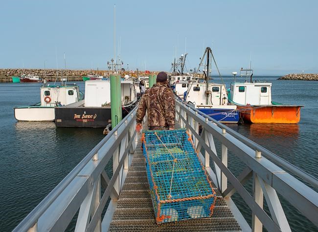 Members of the Sipekne'katik First Nation load lobster traps on the wharf in Saulnierville, N.S., after launching its own self-regulated fishery on Thursday, Sept. 17, 2020. Mi'kmaq communities in Nova Scotia are restocking lobster traps for Indigenous harvesters after a flotilla of non-Indigenous fishing boats removed the gear from St. Mary's Bay over the weekend. THE CANADIAN PRESS/Andrew Vaughan
