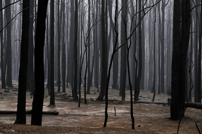 Blackened tress poke through the scorched ground after a wildfire ripped through near Kangaroo Valley, Australia, Sunday, Jan. 5, 2020. The deadly wildfires, which have been raging since September, have already burned about 5 million hectares (12.35 million acres) of land and destroyed more than 1,500 homes. (AP Photo/Rick Rycroft)