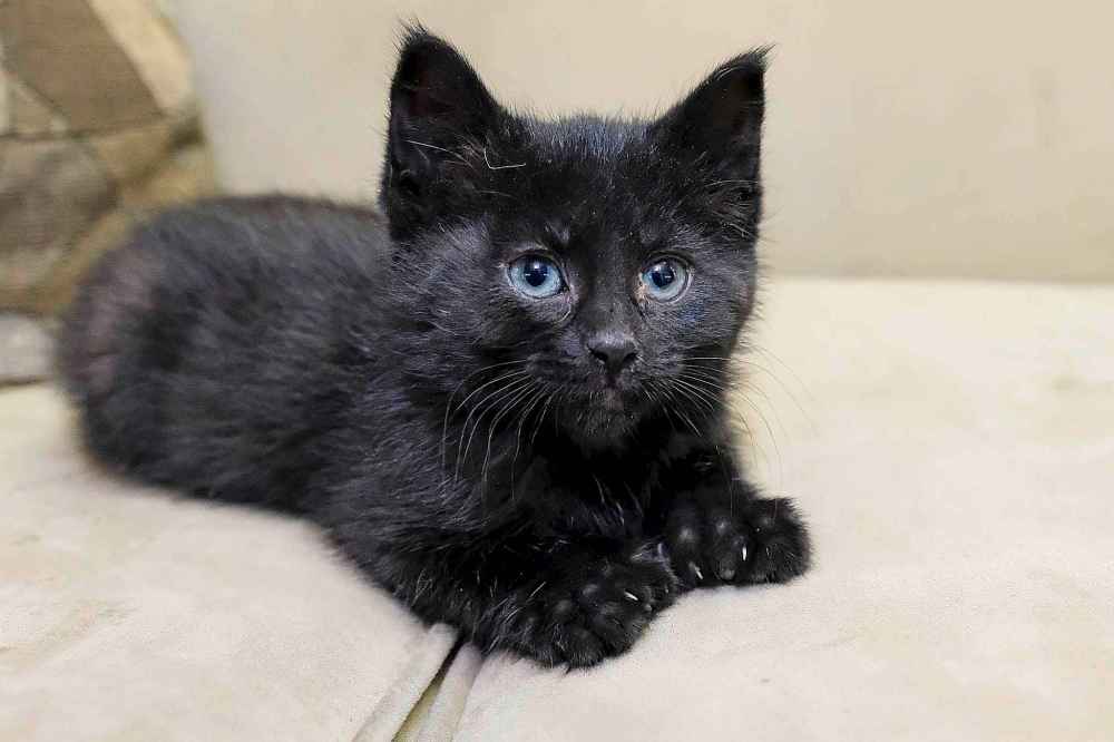 DANIEL CRUMP / WINNIPEG FREE PRESS
The six-toed kitten is good with people and has customers cooing over her.