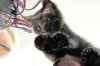 DANIEL CRUMP / WINNIPEG FREE PRESS
Polly, the aptly-name kitten is a polydactyl, with six toes on each paw.
