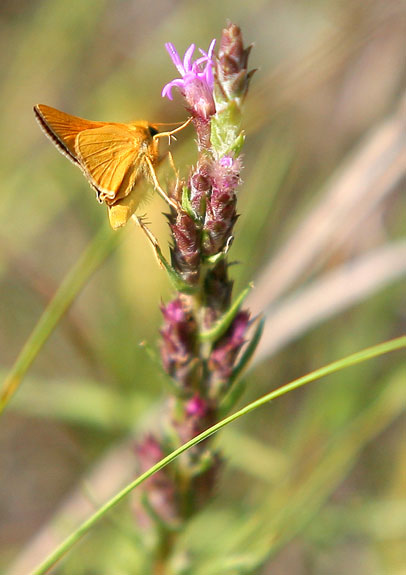 Bruce Bumstead
A Delaware Skipper butterfly rests on a flower near the Spirit Sands trail in Spruce Woods Provincial Park.