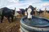 MIKE DEAL / WINNIPEG FREE PRESS

Cows gather for a drink from a water well on one of the pastures.

All in a day's work, Kristine and Graham Tapley replace a fence and move a herd of cattle to fresh grazing as well as keep up to date on the chemical analysis of their feed.

See Eva Wasney feature

200929 - Tuesday, September 29, 2020.