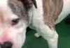 When Quincy the bulldog cross was dropped off at Animal Services in Winnipeg in September it appeared an X was carved into his shoulder. (Facebook video)
