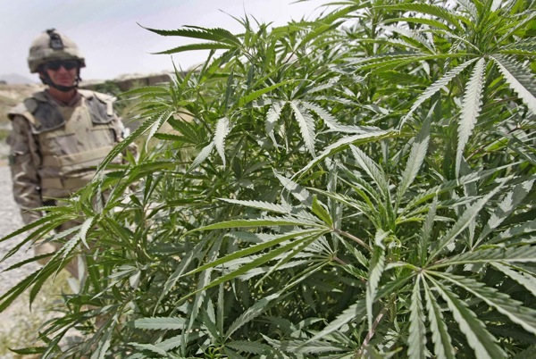 WINNIPEG OUT- WEB OUT-JOE BRYKSA/WINNIPEG FREE PRESS
Panjwayi District, Afghanistan- Marijuana grows like weeds in Afghanistan in the Panjwayi District of Afghanistan outside of a forward operating base - Aug 06, 2008