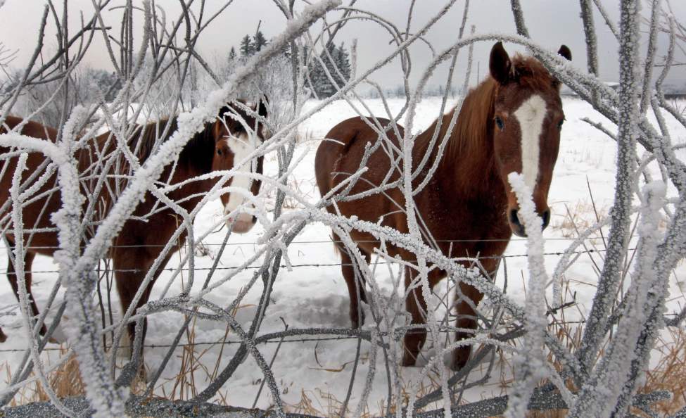 JOE BRYKSA/WINNIPEG FREE PRESS
Horses in a frosty field in St Norbert just outside Winnipeg. January 19, 2010