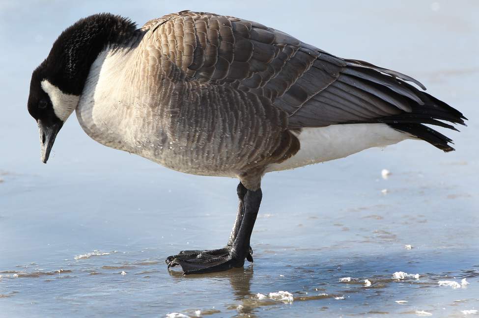 JOE BRYKSA/WINNIPEG FREE PRESS
A Canadian goose looks perplexed while on the newly-formed ice on the Red River in downtown Winnipeg. March 25, 2010