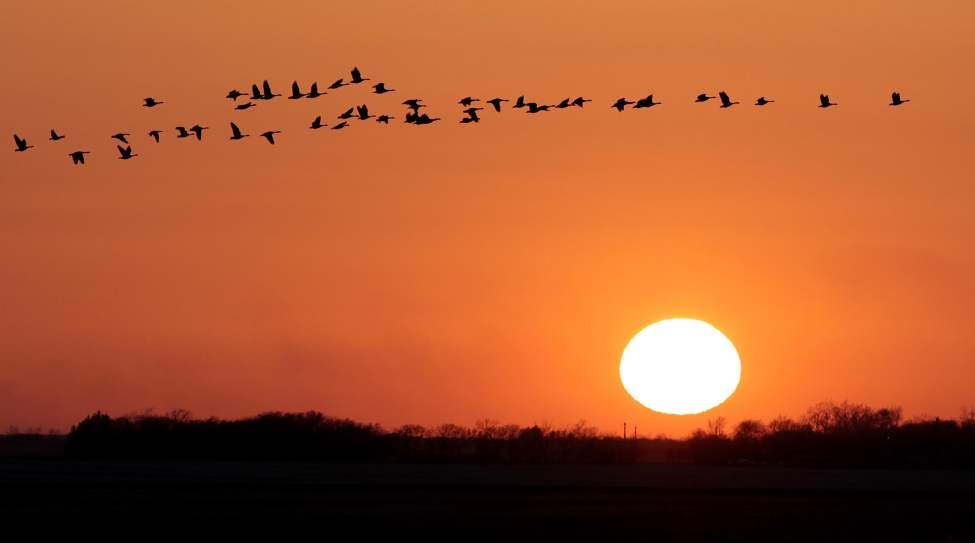 JOE BRYKSA/WINNIPEG FREE PRESS
Canadian geese fly in front of a beautiful prairie sunset just West of Rosser, Manitoba. April 17, 2010