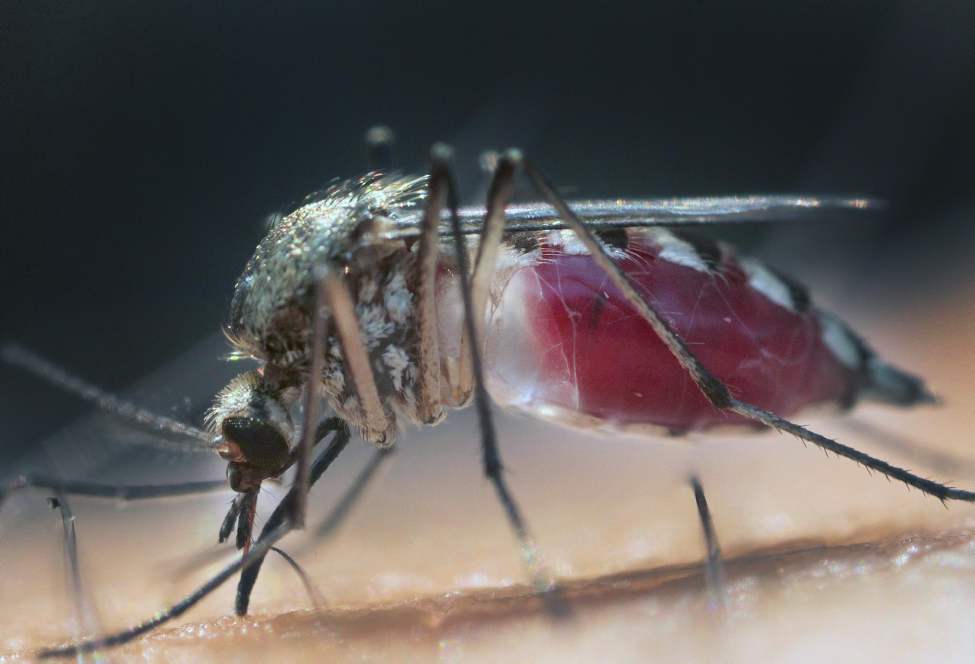 JOE BRYKSA/WINNIPEG FREE PRESS
Photographer Joe Bryksa's hand gets sucked dry of blood by a mosquito. June 24, 2010