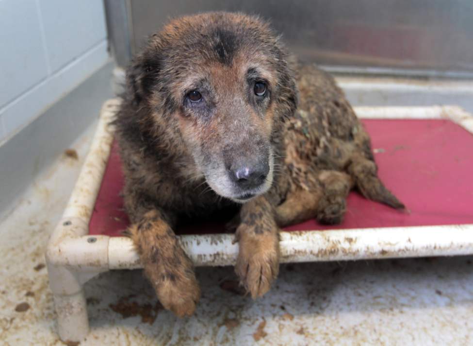 JOE BRYKSA/WINNIPEG FREE PRESS
One of over 60 dogs covered in feces that were seized from the Gull Lake area in Manitoba for their safety. 34 of the dogs were in such poor health they were euthanized. July 17, 2010