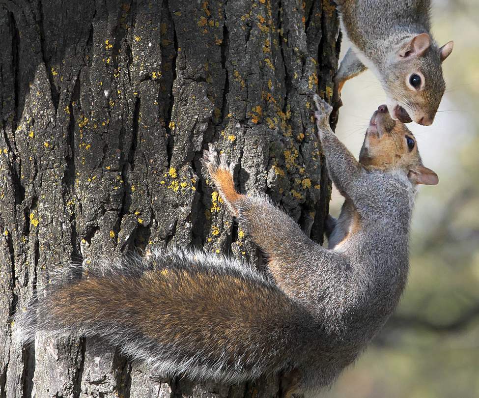 JOE BRYKSA/WINNIPEG FREE PRESS
No I in Team- Two squirrels work together to gather nuts during a sunny 12C afternoon at Assiniboine Park. The bottom squirrel gathered them from the grass, and the top one ran them up the tree. October 19, 2010